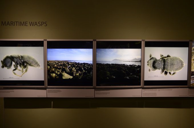 Wasp_exhibition__DSC3456